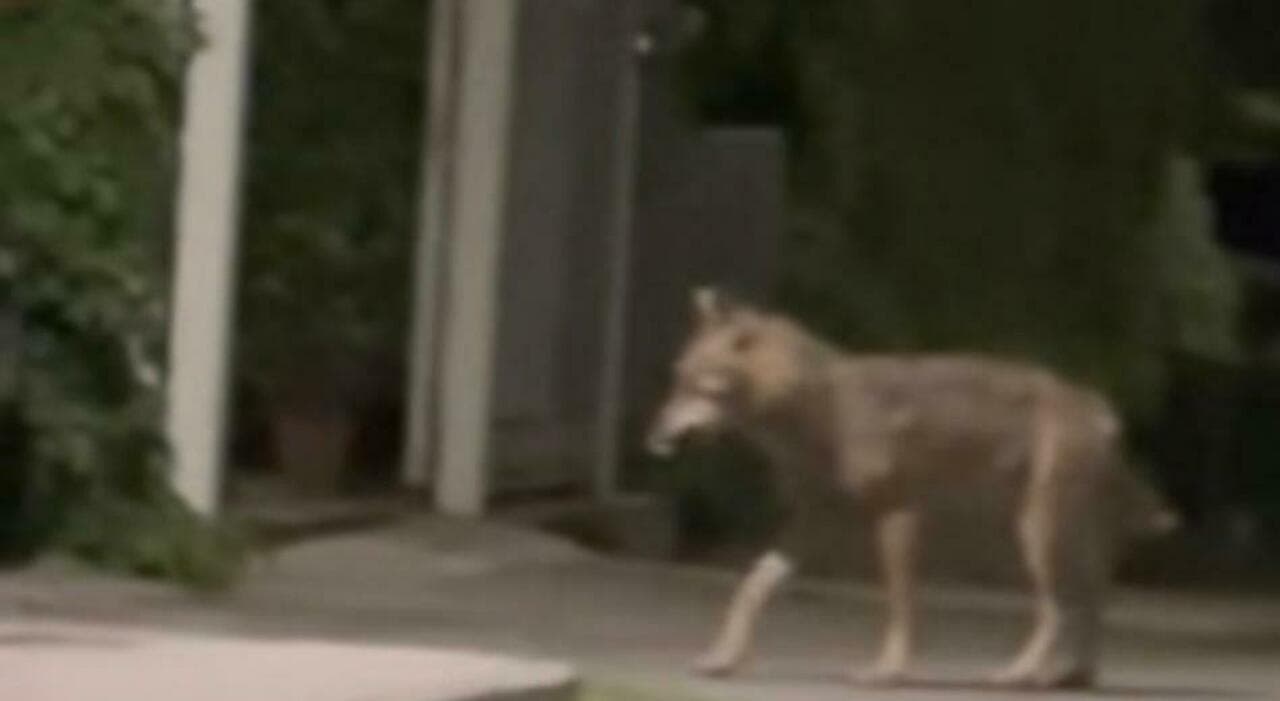 Arrone sotto choc: bimba aggredita da un canide, scatta la task force