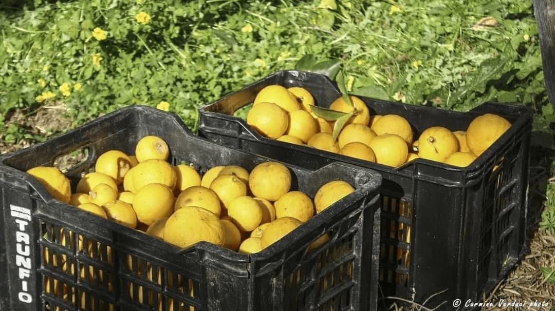 “Via del Bergamotto”: nasce il primo itinerario turistico dedicato all’agrume simbolo della Calabria