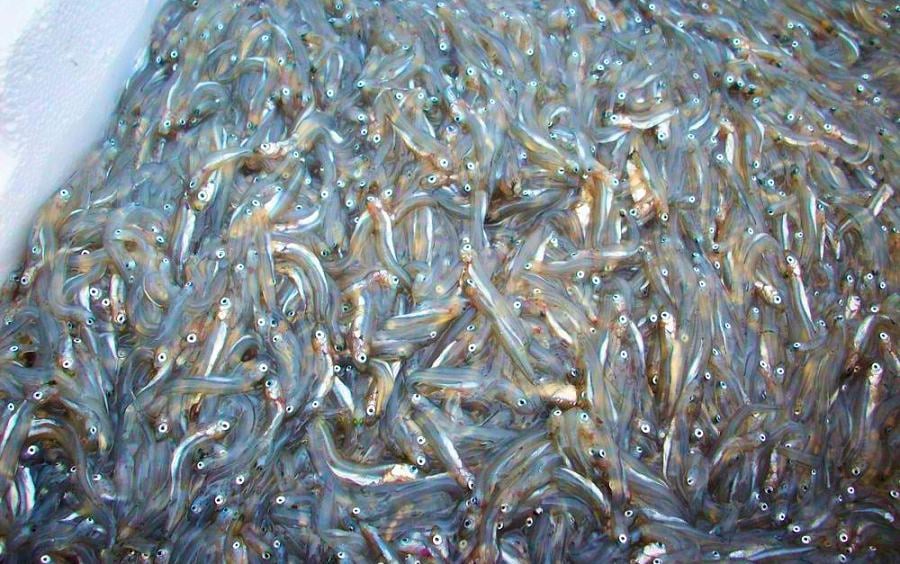Novanta chili di bianchetto e tre reti sotto sequestro: colpo alla pesca illegale nel Crotonese