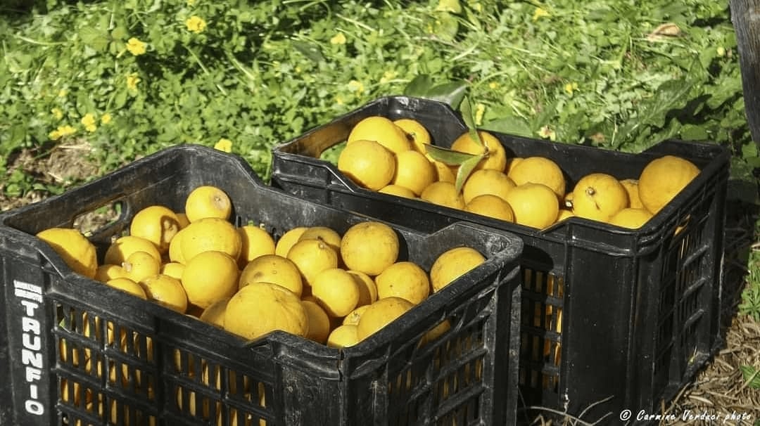 “Via del Bergamotto”: nasce il primo itinerario turistico dedicato all’agrume simbolo della Calabria