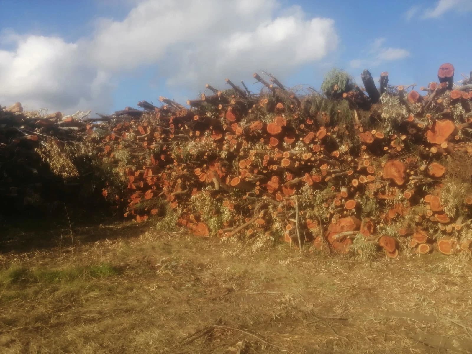 Oasi Scolacium sotto assedio: l’O.P.A.T. denuncia una nuova ferita ambientale a Squillace