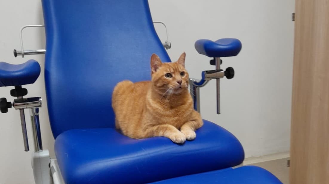 “Pitagora conquista il Meyer: il primo gatto da pet therapy porta sorrisi e speranza ai piccoli pazienti”