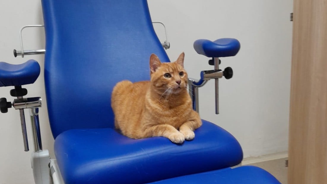 “Pitagora conquista il Meyer: il primo gatto da pet therapy porta sorrisi e speranza ai piccoli pazienti”