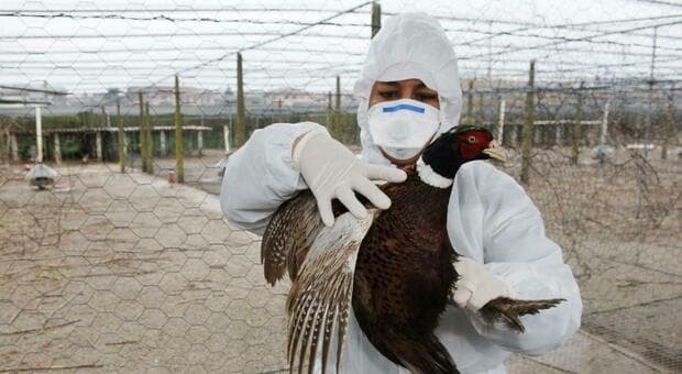Influenza aviaria, primo caso umano in Italia: nessun allarme, ma il monitoraggio sale di livello