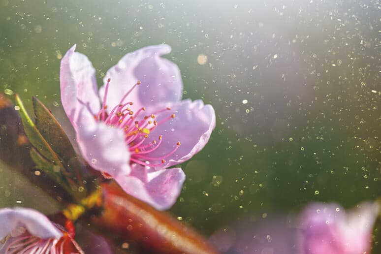 Allergie in arrivo: pollini anticipati colpiscono 15% degli italiani