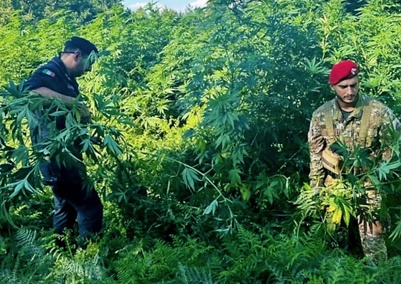 Droga sepolta nei campi e 21 indagati: nel Lametino l’inchiesta mostra una rete capillare