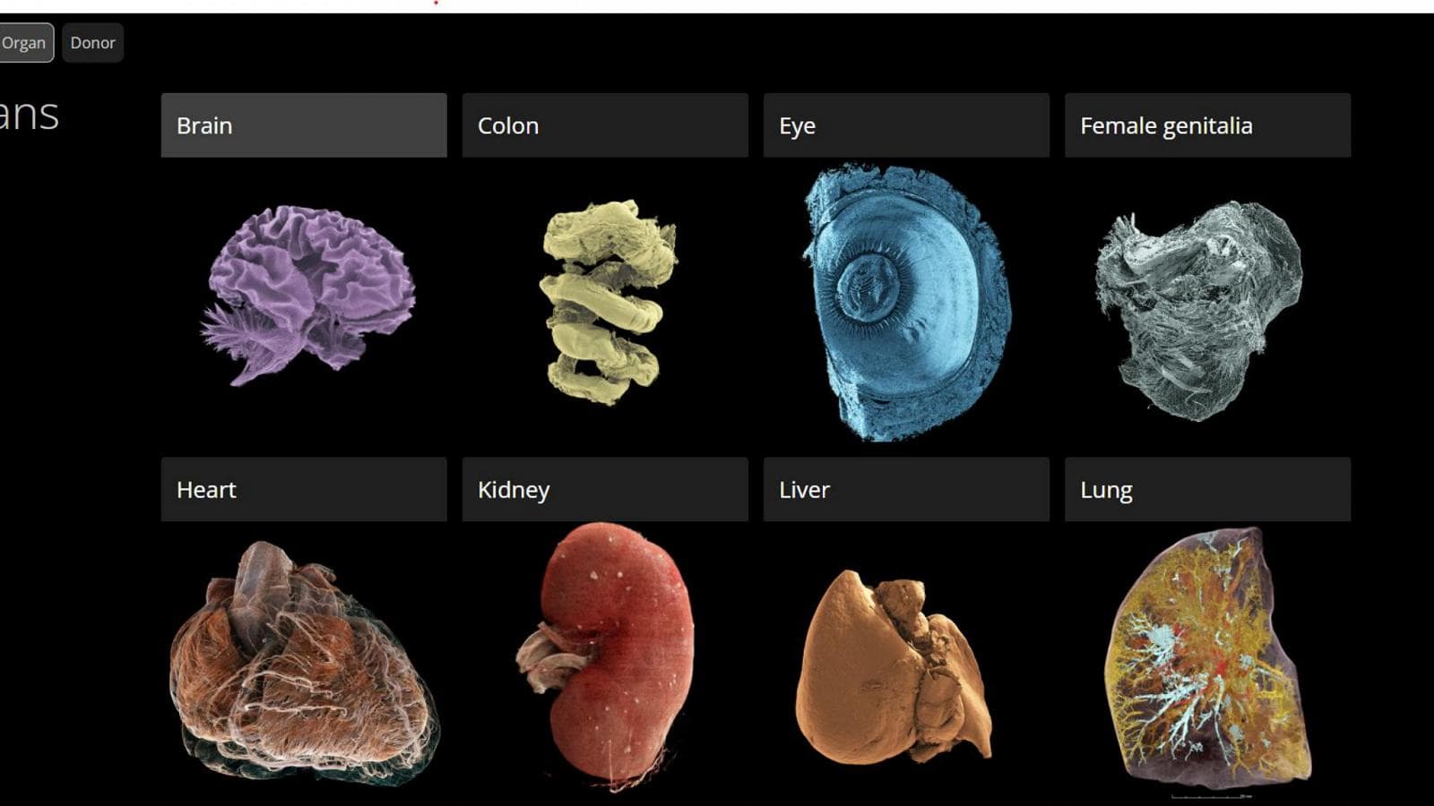 Dentro il corpo umano come mai prima: nasce l’atlante digitale 3D degli organi