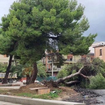 ALBERI TAGLIATI A SCHIAVONEA, GIOVANI MOVIMENTO TERRITORIO: SCHIAFFO ALLA MEMORIA DI QUESTO TERRITORIO