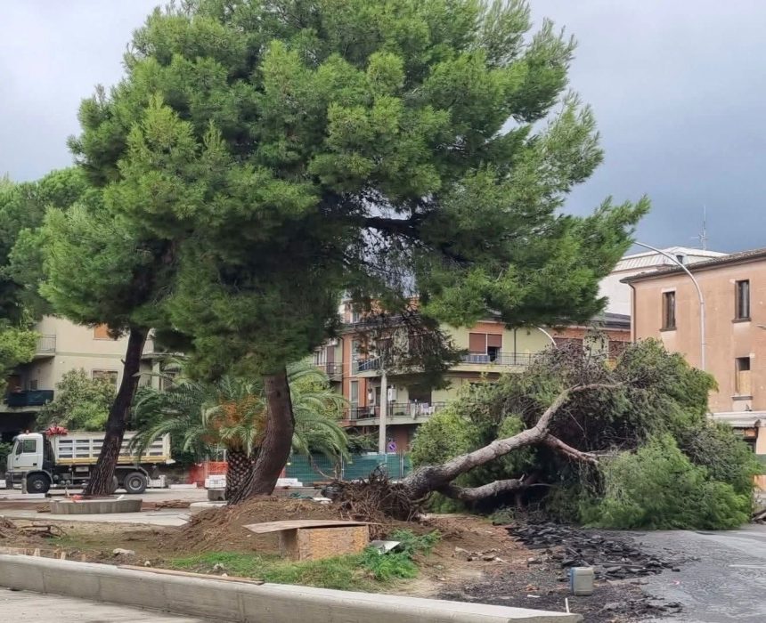 ALBERI TAGLIATI A SCHIAVONEA, GIOVANI MOVIMENTO TERRITORIO: SCHIAFFO ALLA MEMORIA DI QUESTO TERRITORIO